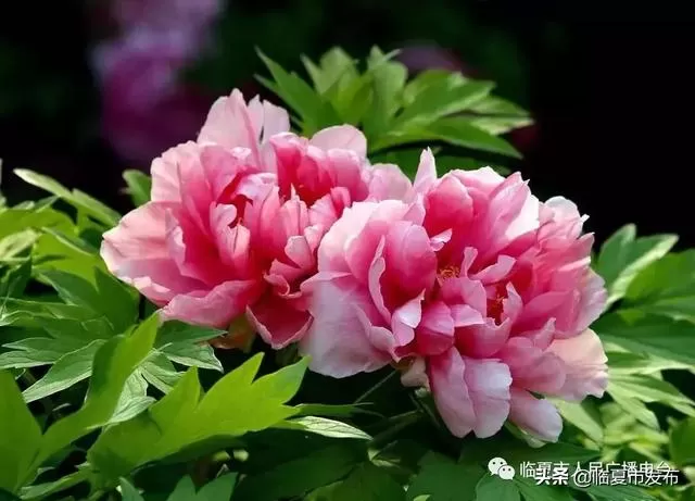 五一去菏泽兼职能做哪些工作，假期去还能看到牡丹花盛开吗？