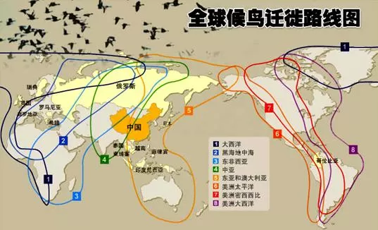 候鸟有哪些副业挣钱，河北省迁飞通道有哪些春天飞回北方的候鸟？