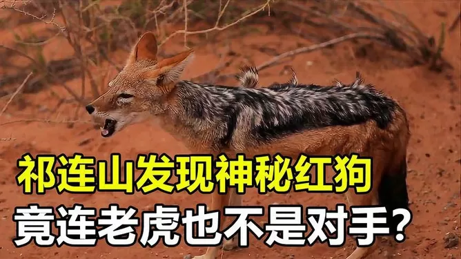 兼职像狗？像狼像狐狸的狗品种叫啥，适合啥兼职影像服务？