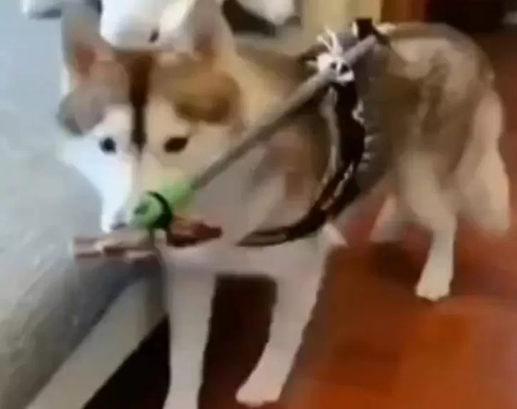 二哈聊副业攻略有哪些，二哈和他的白猫师尊免费阅读无删减怎么找？