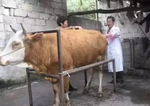 养殖母牛搞副业违法吗，公务员能做哪些副业不违法？