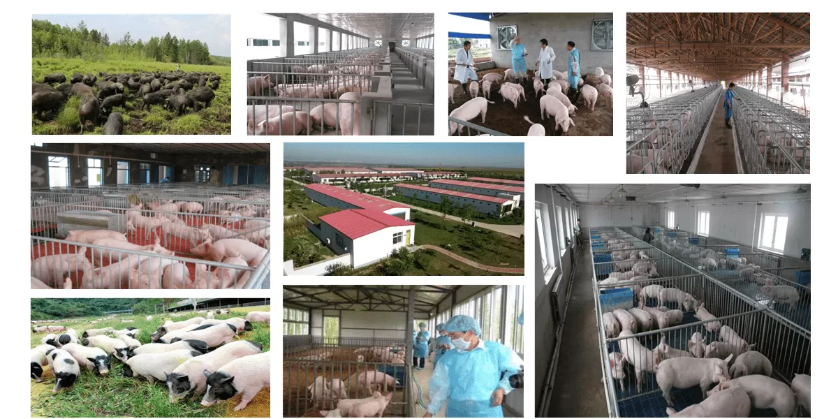 宝妈上班族适合做哪些在家就能上手、简单好做的养殖副业呢？