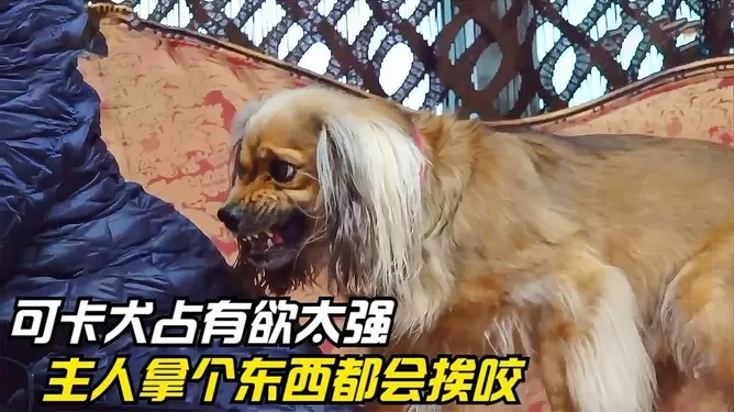 妻子自愿加入训犬俱乐部，心悦俱乐部兼职蹦床免费版在线看？