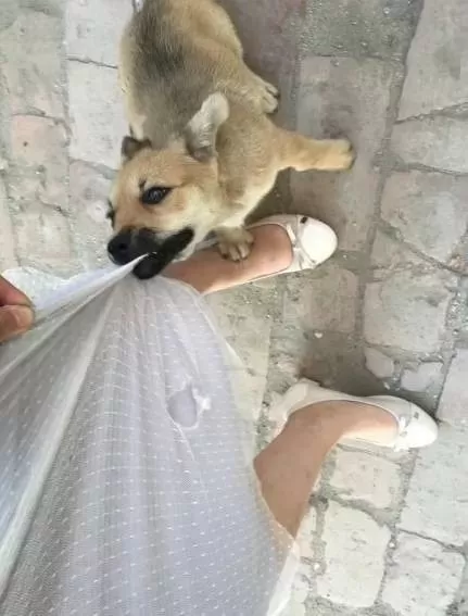 女生养狗副业能做吗？适合上班族的副业有哪些，下班后如何赚钱？