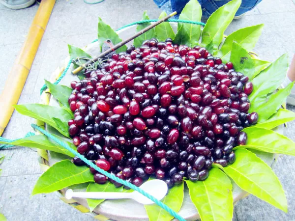 乌梅是什么水果做的?功效与作用有哪些,搭配什么泡水喝最养生?