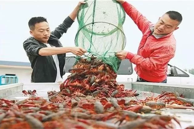 上班族下班后搞养龙虾副业,有哪些简单好做的兼职项目?