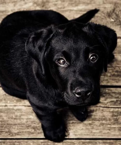 社交策略示意图